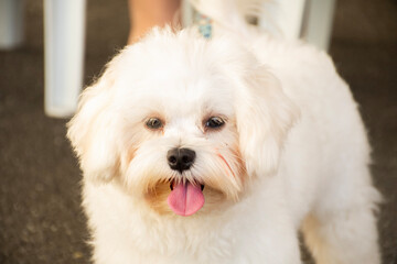 Maltese pet with tongue out fluffy and white