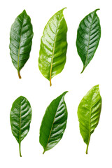 guarana leaf set on white background