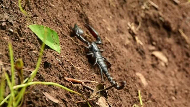 A Javanimetrus cyaneus crawling on the ground, also known as the Asian blue forest scorpion, a species of scorpions belonging to the family Scorpionidae