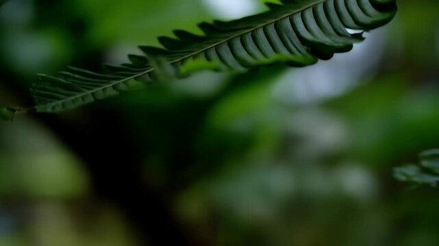 Close-up of vibrant green fern fronds and a brown stem in a lush forest, nature background