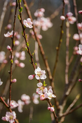 Pink peach blossoms on a branch.
