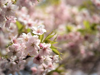 4月に咲いた可愛らしいピンク色の桜の花「大漁桜（タイリョウザクラ）」