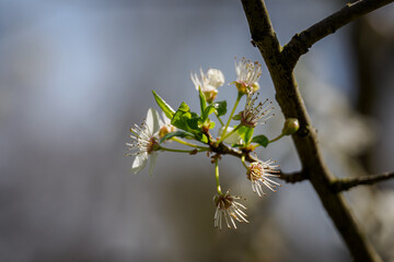 Blooming plum blossoms on a branch.
