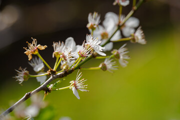 Blooming plum blossoms on a branch.
