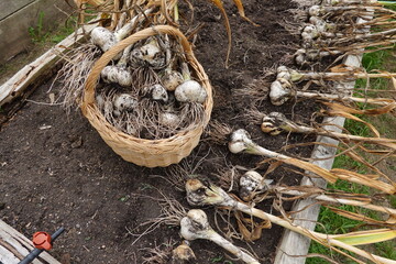 Harvesting fresh garlic bulbs from the garden