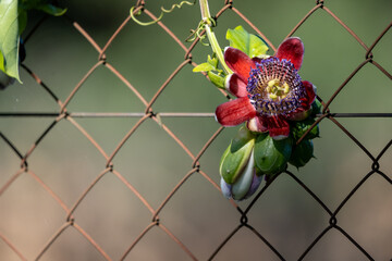 passion flower
