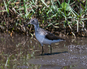 Solitary sandpiper in a Florida marsh