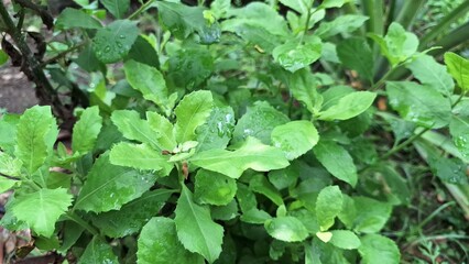 Fototapeta premium Green Indian Camphorweed Leaves Close-Up – Pluchea Indica Herbal Plant Used in Traditional Medicine and Aromatic Healing Remedies