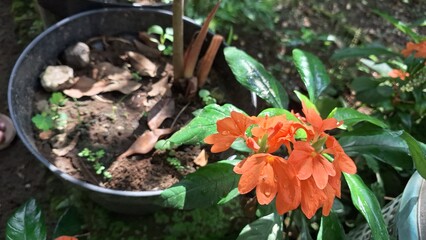 Bright peach Firecracker Flowers (Crossandra infundibuliformis) reveal delicate floral details amidst lush green foliage in a tropical setting