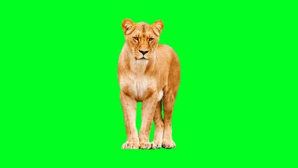 Fototapeta premium Lioness standing green background