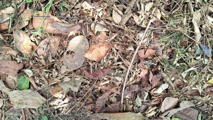 Brown autumn leaves have fallen and cover the ground, creating a natural leaf litter texture on the forest floor, a carpet of dry, dead leaves