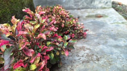Colorful Alternanthera plant leaves in vibrant red, green, and yellow tones forming a natural botanical texture ideal for backgrounds, wallpaper, and design	