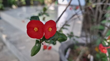 Radiant red Crown of Thorns flowers (Euphorbia milii) captured in bright daylight, emphasizing...
