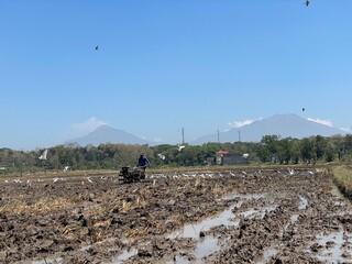 A flock of egrets flies and searches for food in the rice fields, while a farmer plows the field—capturing harmony between nature and rural life.