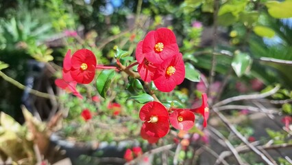 Stunning red Crown of Thorns flowers (Euphorbia milii) in full bloom, highlighting their vibrant...
