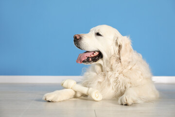 Cute dog with chew bone on floor near blue wall indoors, space for text