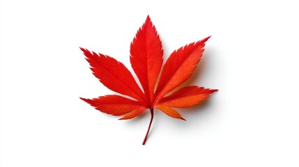 Vibrant red leaf on white, a stunning closeup of autumn's beauty for natureinspired designs