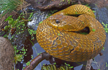 serpiente