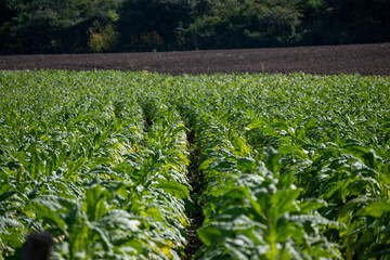 Tobacco plantation in the province of Salta, Argentina.