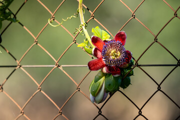 passion flower, fence in the background