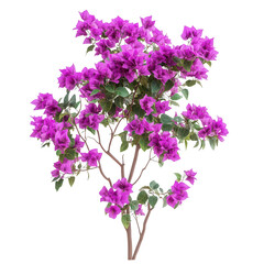 Bougainvillea plant with vibrant purple flowers blooms isolated on transparent background