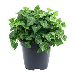 A Compact Potted Ivy Plant with Small Dark Green Leaves Isolated on Transparent Background