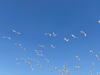 A flock of white egrets flies together across the bright blue sky, creating a graceful and peaceful scene in the clear daylight.