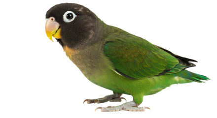 Adorable masked lovebird with vibrant plumage isolated on white background