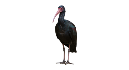Elegant glossy ibis portrait, showcasing its dark plumage and curved beak against white