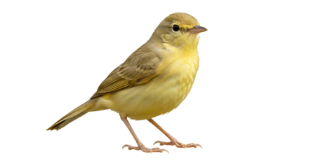 Isolated yellow warbler portrait, vibrant plumage against a seamless white backdrop