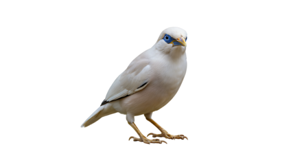 Elegant white Bali Myna bird with striking blue markings, isolated on white
