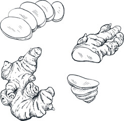Illustration sketch of ginger spice plant for traditional Indonesian Asian cooking spices