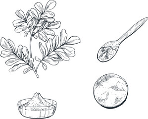Illustration sketch of moringa spice plant for traditional Indonesian Asian cooking spices