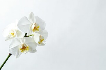 Delicate white orchid blossom on pure white background, simple, macro, orchid