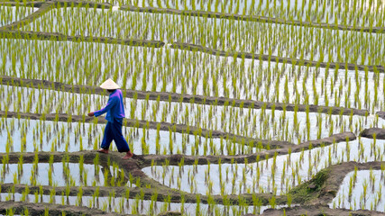 Asian farmer wearing conical hat walking along narrow muddy paths between rows of flooded rice...