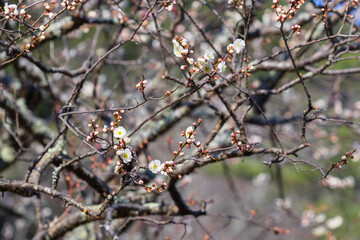 咲き始めの梅の花 鳥取県 樗谿公園