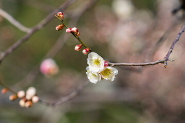 咲き始めの梅の花 鳥取県 樗谿公園