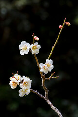 咲き始めの梅の花 鳥取県 樗谿公園