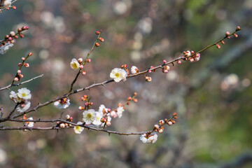 咲き始めの梅の花 鳥取県 樗谿公園