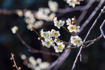 咲き始めの梅の花 鳥取県 樗谿公園