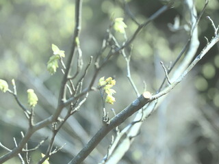 東山植物園