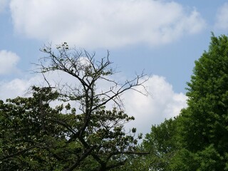 森林の風景。一本の葉が落ちた樹木