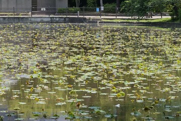 東京上野、不忍池の風景