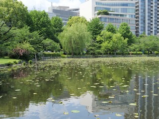 東京上野、不忍池の風景