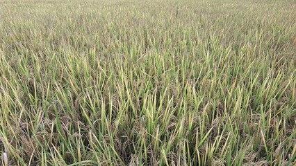 Golden rice paddy field ready for harvest under bright sky, showcasing ripe yellow stalks and panoramic rural Asian landscape rich in agriculture and food production	