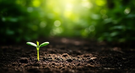 Fototapeta premium Tiny seedling emerges from dark soil, bathed in soft, ethereal s