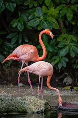 A pink Caribbean flamingo near a body of water.