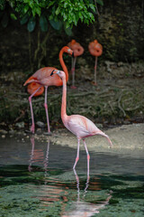 A pink Caribbean flamingo near a body of water.