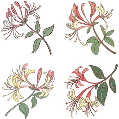 Obraz premium A honeysuckle flower icon with tubular petals and curling tendrils.