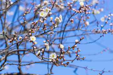 咲き始めの梅の花 鳥取県 樗谿公園